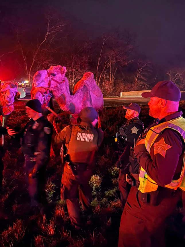 Image for article titled A Pack Of Circus Animals Was Pulled Out Of A Burning Truck In Indiana