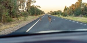 10 million animals die on our roads each year. Here’s what works (and what doesn’t) to cut the toll