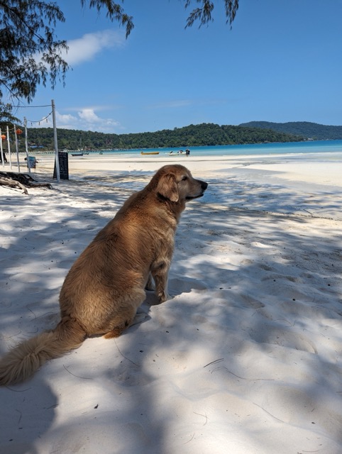 Big golden dog on beach in Cambodia