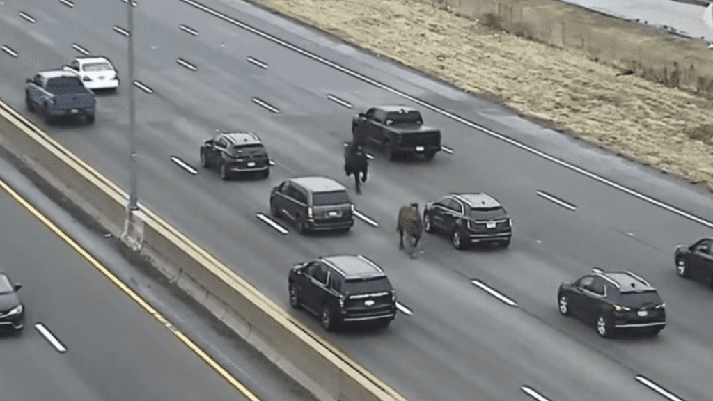 Police Chase Escaped Horses For Miles Down The Longest Highway In The U.S.