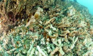 Rising ocean temperatures trigger coral bleaching crisis