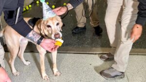 TSA Throws Most Adorable Retirement Party For 8-Year-Old Bomb Dog