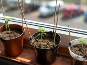 Cannabis plants growing on a window sill