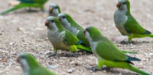 Parrot fever cases amid a ‘mysterious’ pneumonia outbreak in Argentina – what you need to know about psittacosis