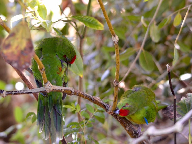 Two green parrots busy anointing themselves with chewed pepper tree bark