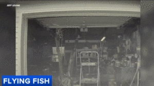 Tesla Windshields Aren’t Even Fish-Proof