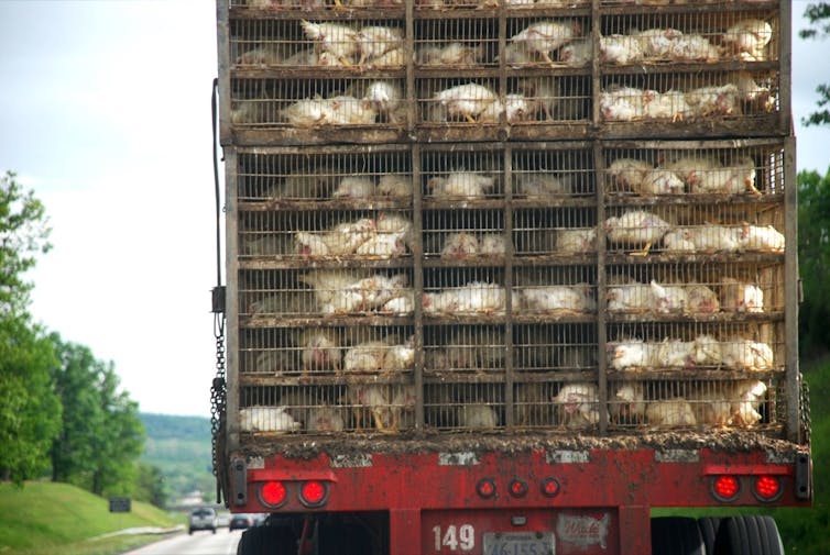 Back of truck filled with chickens in stacked cages
