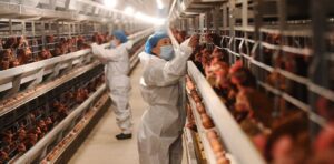 Bird flu could be on the cusp of transmitting between humans − but there are ways to slow down viral evolution
